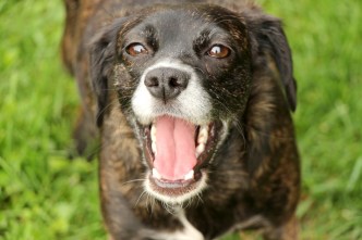 happy-dog-14012514959u7-tongue